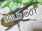 画像: ヘラクレスオオカブト！極太有名アウトライン☆♂140ミリ新成虫単品 C