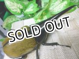 画像: ヘラクレスオオカブト！極太.パスコアリ血統☆♂127ミリ新成虫単品　