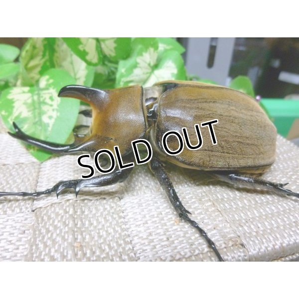 希少種！ギアスギアスゾウカブト☆♂100ミリ新成虫単品販売