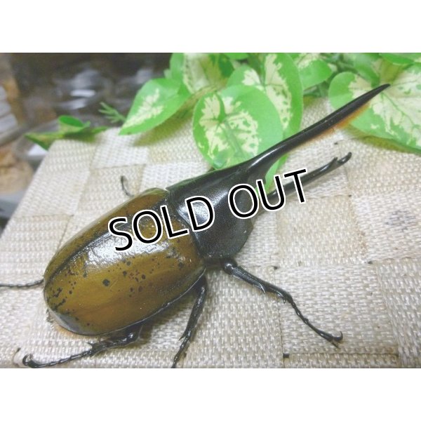 レア種！標本　エレファス・オキシデンタリス♂102、112mmセット 2025,3/11新着WILD 超Ultimate9 南米エクアドル便 ヘラクレス