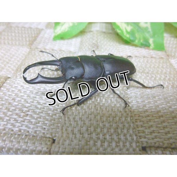 今季採集個体！大型コクワガタ☆♂45UP♀フリーサイズペア販売