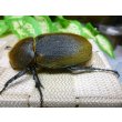 画像2: ヘラクレスヘラクレス☆♀68ミリ新成虫単品販売   (2)