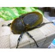 画像1: ヘラクレスヘラクレス☆♀68ミリ新成虫単品販売   (1)