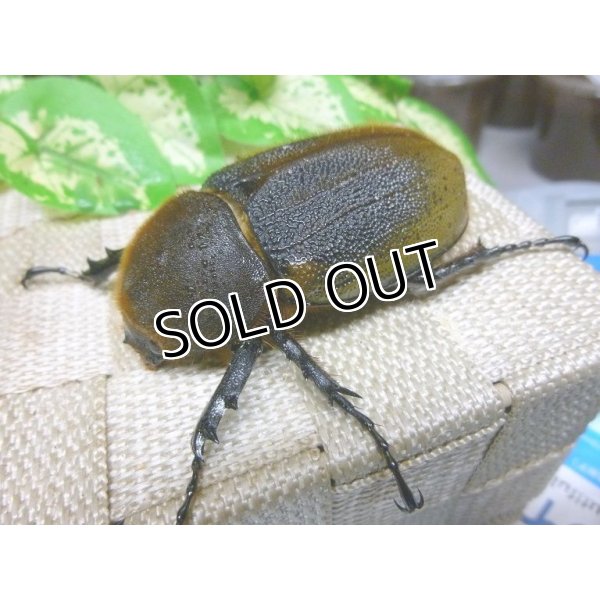 画像1: ヘラクレスヘラクレス☆♀68ミリ新成虫単品販売   (1)