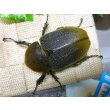 画像4: ヘラクレスヘラクレス☆♀68ミリ新成虫単品販売   (4)