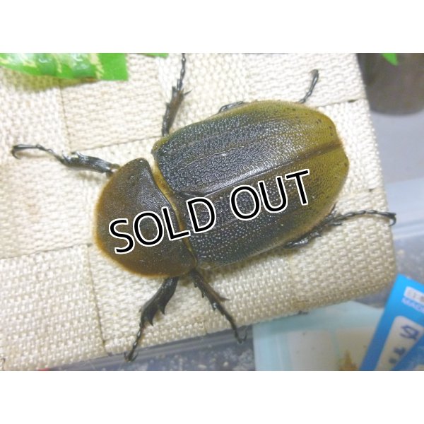 画像4: ヘラクレスヘラクレス☆♀68ミリ新成虫単品販売   (4)