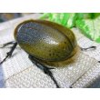 画像3: ヘラクレスヘラクレス☆♀68ミリ新成虫単品販売   (3)