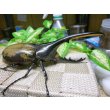 画像2: ヘラクレスオオカブト☆♂121ミリ新成虫単品 (2)