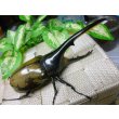 画像1: ヘラクレスオオカブト☆♂121ミリ新成虫単品 (1)