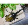画像3: ヘラクレスオオカブト☆♂121ミリ新成虫単品 (3)