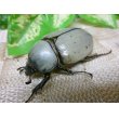 画像6: グラントシロカブト☆♂75ミリ、♀50ミリ新成虫ペア (6)
