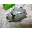 画像9: グラントシロカブト☆♂75ミリ、♀50ミリ新成虫ペア (9)
