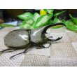 画像2: グラントシロカブト☆♂75ミリ、♀50ミリ新成虫ペア (2)