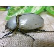 画像7: グラントシロカブト☆♂75ミリ、♀50ミリ新成虫ペア (7)