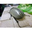 画像8: グラントシロカブト☆♂75ミリ、♀50ミリ新成虫ペア (8)