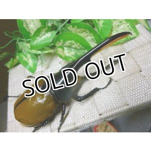 画像: ヘラクレスリッキー☆美麗♂143ミリ新成虫単品