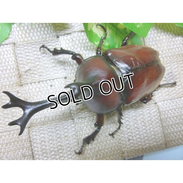 国産カブトムシ 84mm後半 ペア  DDA天然⁄特大 国産カブトムシ 成虫 ペア ♂78～83mm