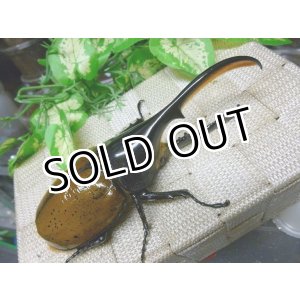 画像: ヘラクレスリッキー☆♂139ミリ新成虫単品