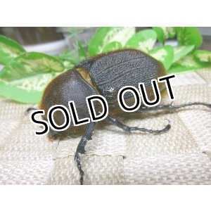 画像: ヘラクレスリッキー☆♀72ミリ新成虫単品 　