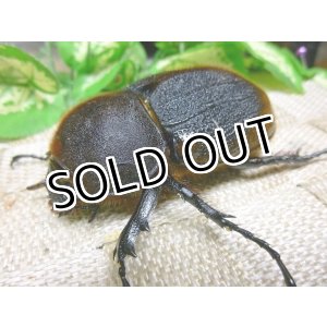 画像: ヘラクレスリッキー☆♀72ミリ新成虫単品 　