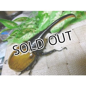 画像: ヘラクレスエクアトリアヌス☆♂125ミリ新成虫単品