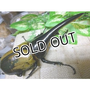 画像: 極太血統！ヘラクレスオオカブト☆♂142ミリ新成虫単品