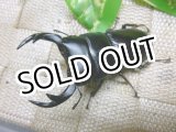 画像: 南ラオス産クルビデンスオオクワガタ☆♂65ミリ前後単品販売