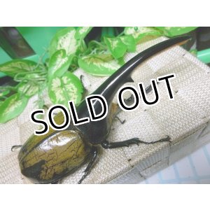 画像: 極太血統！ヘラクレスオオカブト☆♂139ミリ新成虫単品