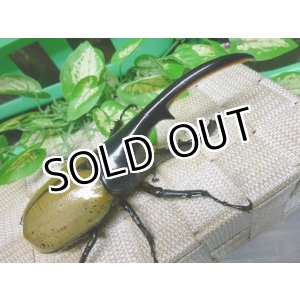 画像: 長角大型血統！ヘラクレスオオカブト☆♂140ミリ新成虫単品販売