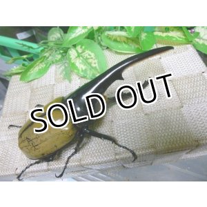 画像: 極太血統！ヘラクレスオオカブト☆♂133ミリ新成虫単品