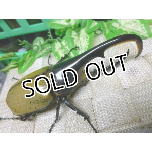 画像: ヘラクレスヘラクレスオオカブト☆♂125ミリB品新成虫単品