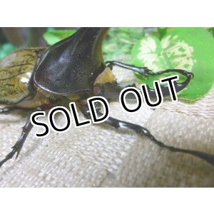 画像: 極太レッドアイ血統！Dh.ヘラクレス☆♂102ミリ新成虫単品販売