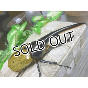 画像: 極太血統！ヘラクレスオオカブト☆♂137ミリ新成虫単品