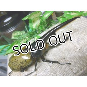 画像: 極太血統！ヘラクレスオオカブト☆♂142ミリ新成虫単品