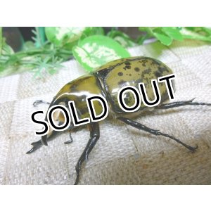画像: ヒルスシロカブト（カテマコ産）☆♂74ミリB品、♀フリーサイズペア（ブリード用）　03