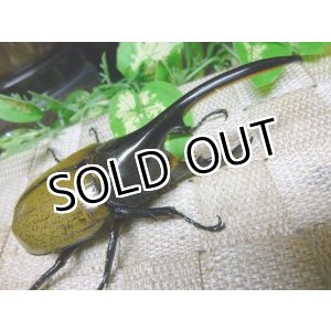画像: ヘラクレスヘラクレスオオカブト☆♂106ミリ新成虫単品