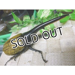 画像: 極太血統！ヘラクレスオオカブト☆♂145ミリ新成虫単品