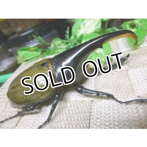 画像: 極太レッドアイ血統！ヘラクレスオオカブト☆♂110ミリB品新成虫単品