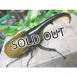 画像: 極太血統！ヘラクレスオオカブト☆♂132ミリB品新成虫単品