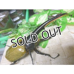 画像: ヘラクレスヘラクレスオオカブト☆♂144ミリ新成虫単品