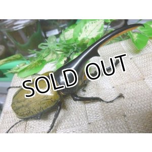 画像: 極太血統！ヘラクレスオオカブト☆♂127ミリ新成虫単品