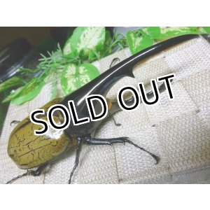 画像: 極太血統！ヘラクレスオオカブト☆♂144ミリ新成虫単品