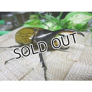 画像: ミニヘラクレスオオカブト☆♂83ミリ新成虫単品