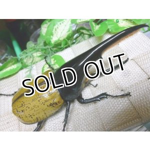 画像: 当店極太血統！ヘラクレスパスコアリ☆♂137ミリ,♀フリーサイズ新成虫ペア　