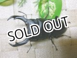 画像: シェンクリングオオクワガタ☆♂78ミリ新成虫単品