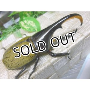 画像: ヘラクレスヘラクレスオオカブト☆♂108ミリB品新成虫単品
