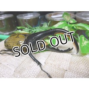 画像: ヘラクレスヘラクレスオオカブト☆♂109ミリB品新成虫単品