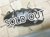 画像: 極太血統！スマトラヒラタ☆アチェ産♂92ミリ,♀48ミリUP新成虫ペア　15