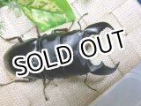 画像: 極太血統！スマトラヒラタ☆アチェ産♂90ミリ,♀48ミリUP新成虫ペア　09