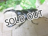画像: シェンクリングオオクワガタ☆♂82ミリ新成虫単品 03